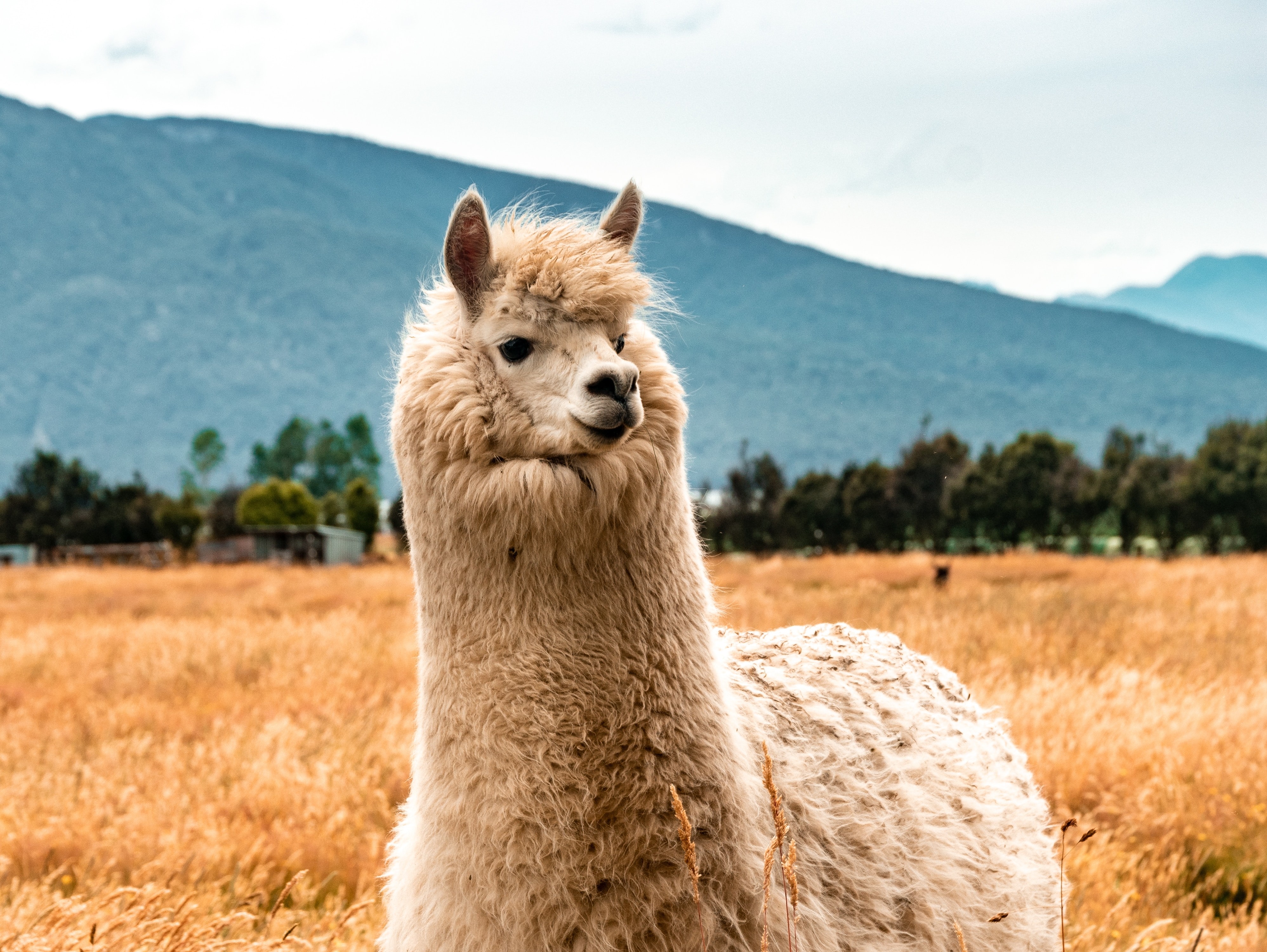 Talk llama fast. Лама альпака гуанако. Лама альпака гуанако Викунья. Карликовая альпака.